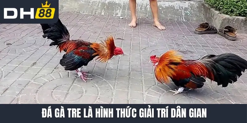 Đá gà tre là hình thức giải trí dân gian
